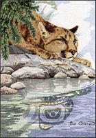 Cougar Reflection