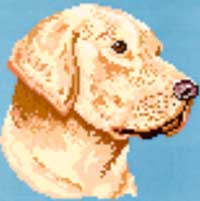 Labrador Retriever-Yellow