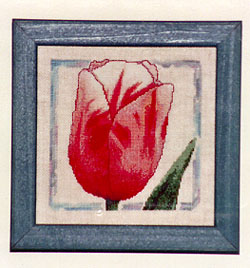 Salmon Tulip