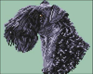Kerry Blue Terrier (Head)