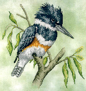 Belted Kingfisher