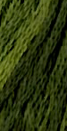 Green With Envy