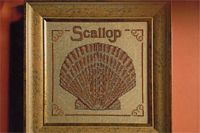 Sanibel Scallop