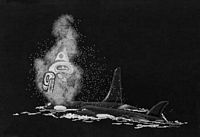 Spirit Of The Orca