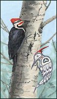 Woodpecker